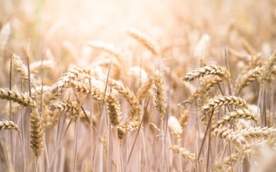 Le Gluten, faut-il le supprimer ?