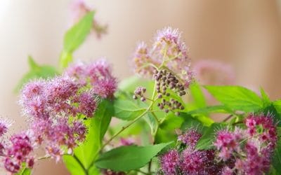 Ventre plat après 50 ans, mes 3 conseils avant l’été