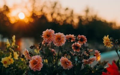 Comprendre les 3 phases de la ménopause
