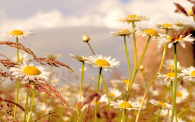 Préserver l’équilibre hormonal féminin à la ménopause selon Miyé